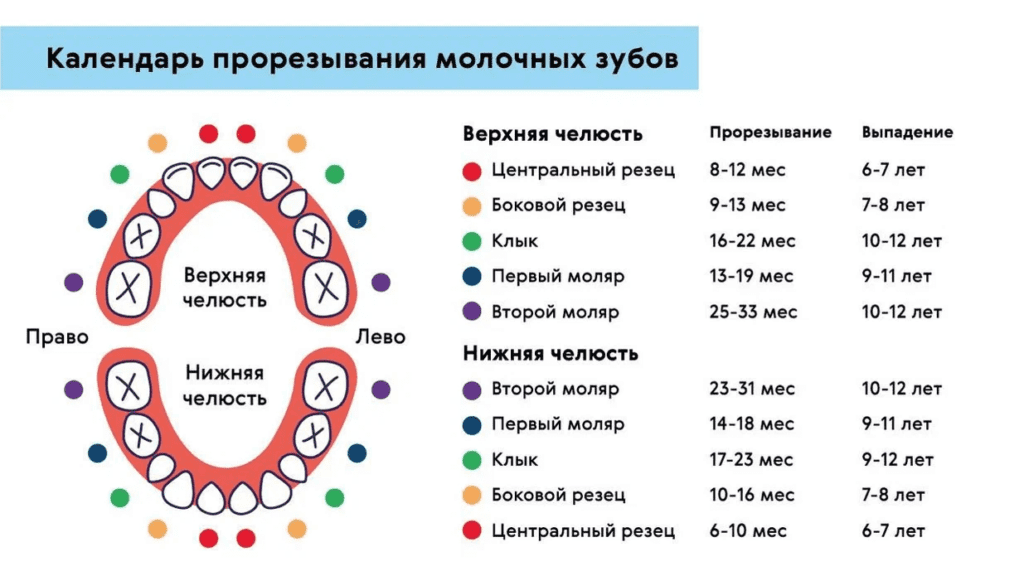 Календарь прорезывания молочных зубов