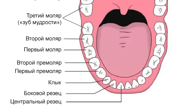 Зубы нижней челюсти