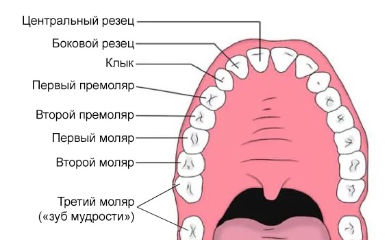 Зубы верхней челюсти